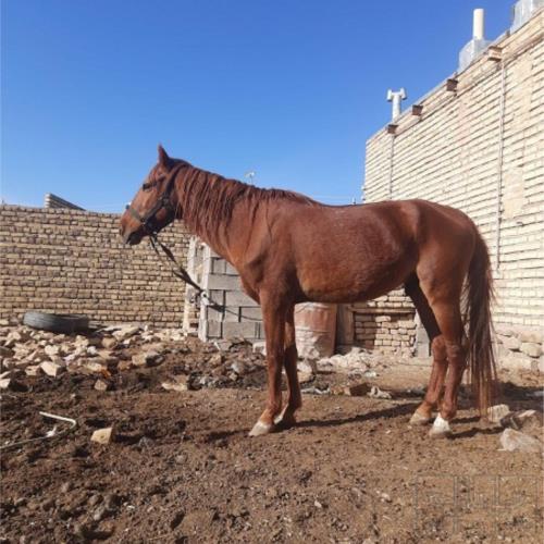 خانه و  آشپزخانه - حیوانات - پستانداران