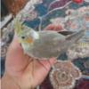 خانه و  آشپزخانه - حیوانات - پرندگان