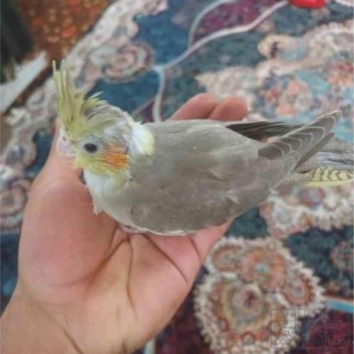 خانه و  آشپزخانه - حیوانات - پرندگان