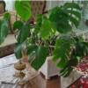 خانه و  آشپزخانه - باغبانی - گل و گیاه طبیعی