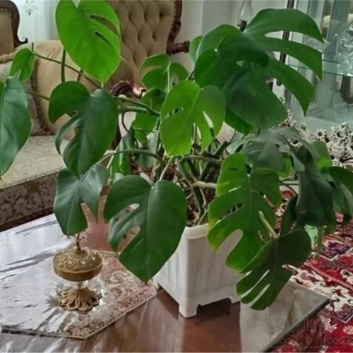 خانه و  آشپزخانه - باغبانی - گل و گیاه طبیعی
