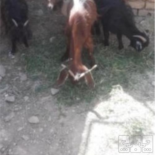 خانه و  آشپزخانه - حیوانات - پستانداران