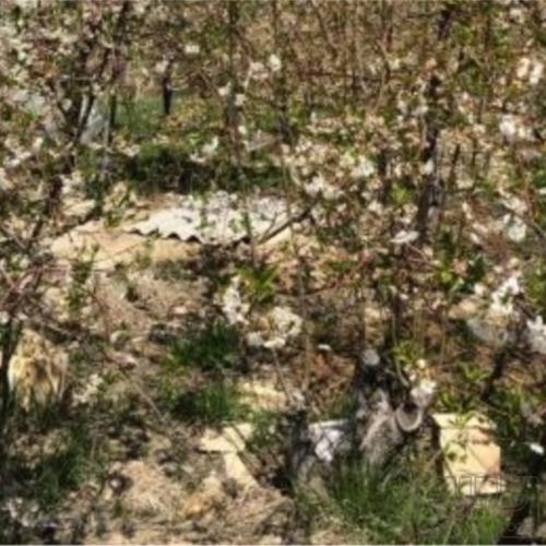 باغ و باغچه - انتقال مالکیت قطعی