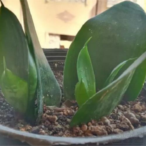 خانه و  آشپزخانه - باغبانی - گل و گیاه طبیعی