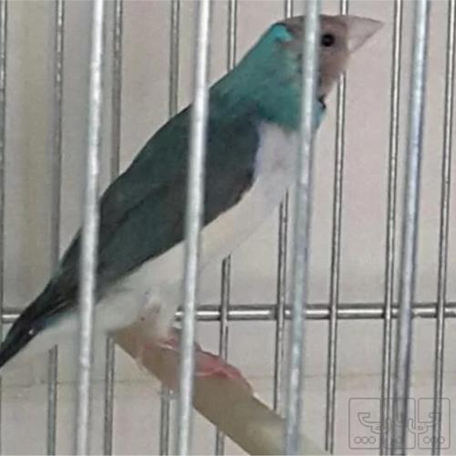 خانه و  آشپزخانه - حیوانات - پرندگان