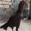 خانه و  آشپزخانه - حیوانات - پرندگان