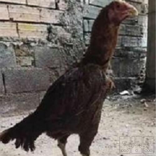 خانه و  آشپزخانه - حیوانات - پرندگان