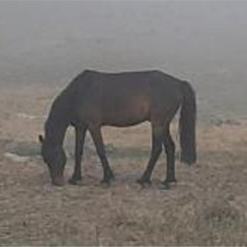 خانه و  آشپزخانه - حیوانات - پستانداران