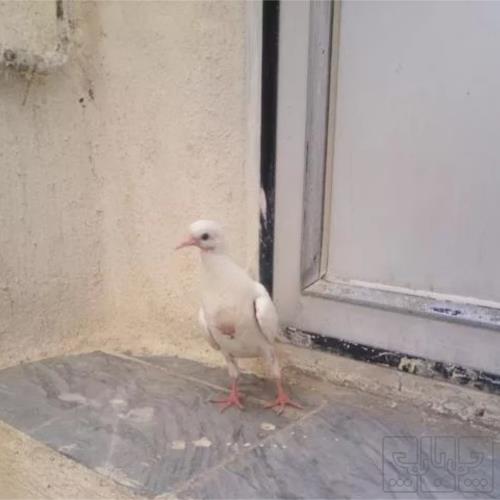 خانه و  آشپزخانه - حیوانات - پرندگان