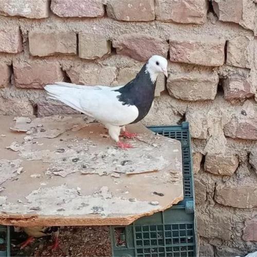خانه و  آشپزخانه - حیوانات - پرندگان