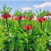 اداری و خدماتی - گیاهان و فضای سبز - اجرای فضای سبز