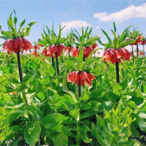 اداری و خدماتی - گیاهان و فضای سبز - اجرای فضای سبز
