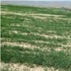 زمین زراعی - انتقال مالکیت قطعی - مشاع