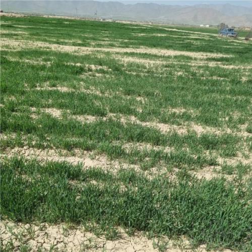زمین زراعی - انتقال مالکیت قطعی - مشاع