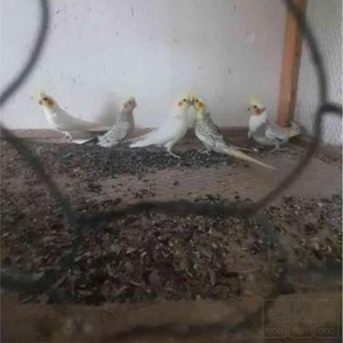خانه و  آشپزخانه - حیوانات - پرندگان