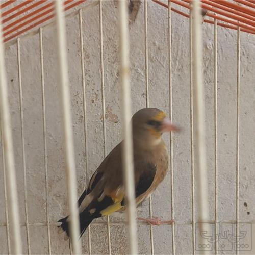 خانه و  آشپزخانه - حیوانات - پرندگان