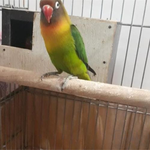 خانه و  آشپزخانه - حیوانات - پرندگان