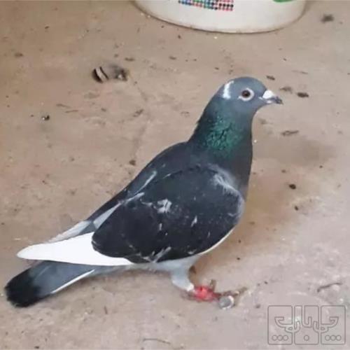 خانه و  آشپزخانه - حیوانات - پرندگان