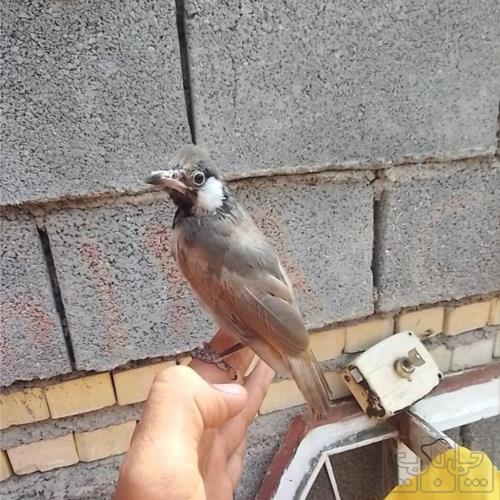 خانه و  آشپزخانه - حیوانات - پرندگان
