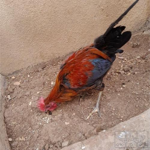 خانه و  آشپزخانه - حیوانات - پرندگان