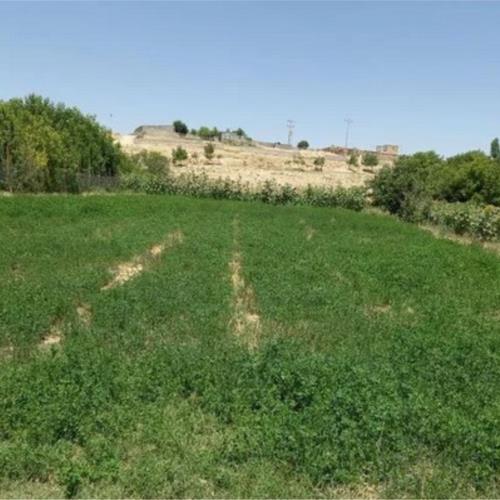زمین زراعی