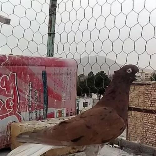خانه و  آشپزخانه - حیوانات - پرندگان