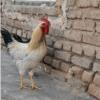 خانه و  آشپزخانه - حیوانات - پرندگان
