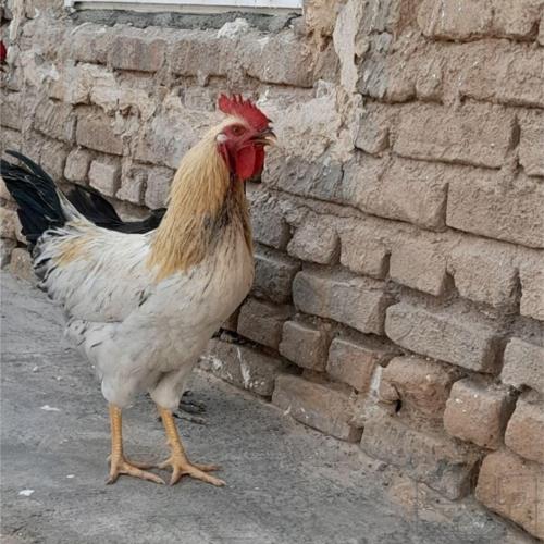 خانه و  آشپزخانه - حیوانات - پرندگان