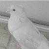 خانه و  آشپزخانه - حیوانات - پرندگان