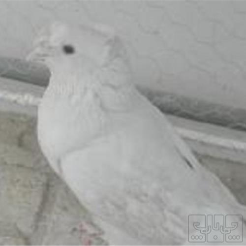 خانه و  آشپزخانه - حیوانات - پرندگان
