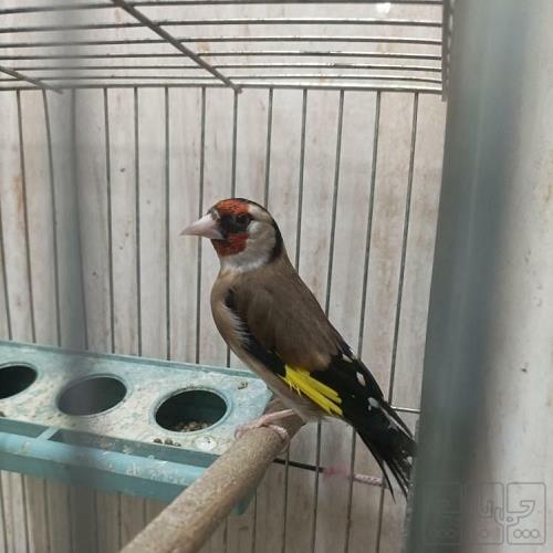 خانه و  آشپزخانه - حیوانات - پرندگان