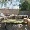 خانه و  آشپزخانه - حیوانات - پستانداران