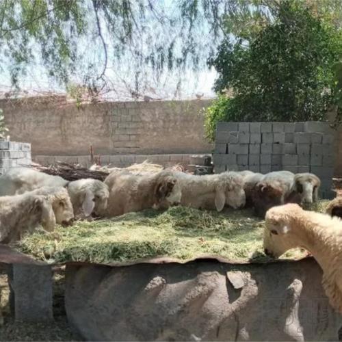 خانه و  آشپزخانه - حیوانات - پستانداران