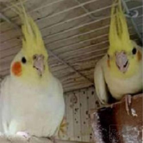 خانه و  آشپزخانه - حیوانات - پرندگان