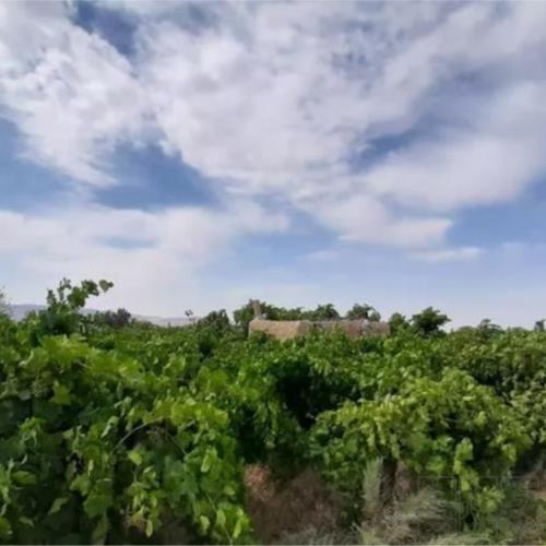 باغ و باغچه