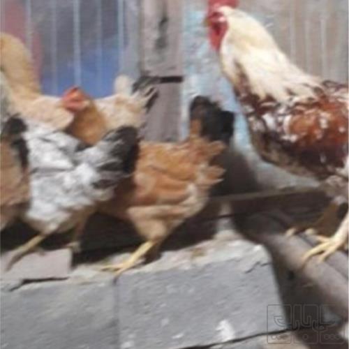 خانه و  آشپزخانه - حیوانات - پرندگان