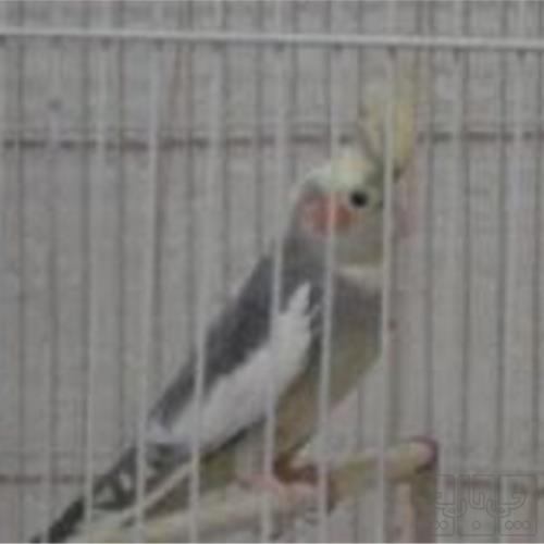 خانه و  آشپزخانه - حیوانات - پرندگان