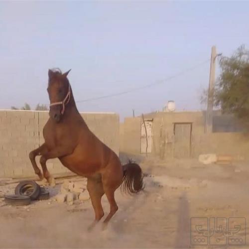 خانه و  آشپزخانه - حیوانات - پستانداران