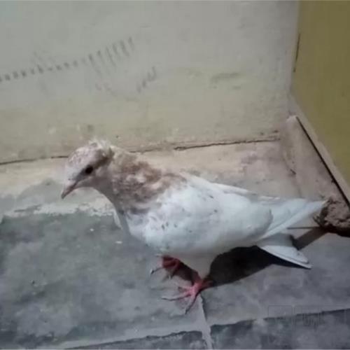 خانه و  آشپزخانه - حیوانات - پرندگان