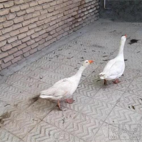 خانه و  آشپزخانه - حیوانات - پرندگان