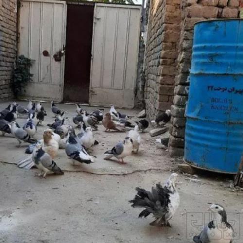 خانه و  آشپزخانه - حیوانات - پرندگان