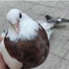 خانه و  آشپزخانه - حیوانات - پرندگان
