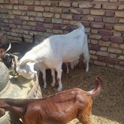 خانه و  آشپزخانه - حیوانات - پستانداران