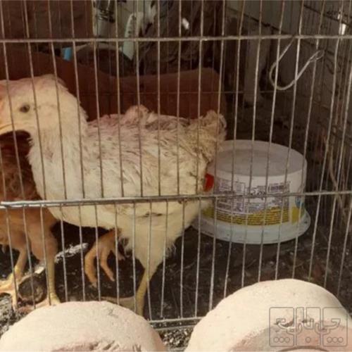 خانه و  آشپزخانه - حیوانات - پرندگان