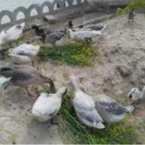 خانه و  آشپزخانه - حیوانات - پرندگان