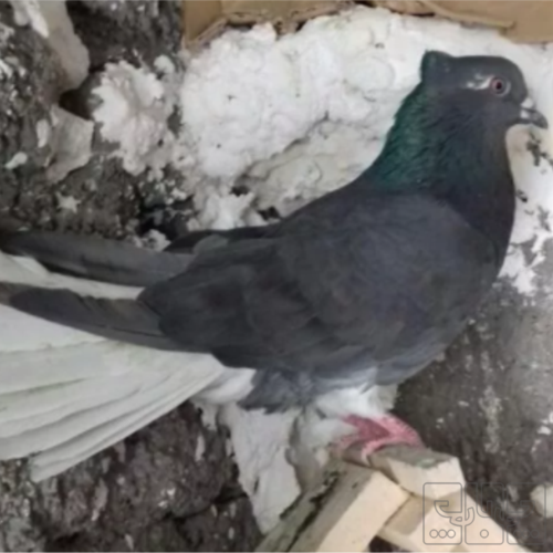 خانه و  آشپزخانه - حیوانات - پرندگان