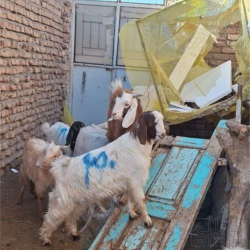 خانه و  آشپزخانه - حیوانات - پستانداران