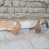 خانه و  آشپزخانه - حیوانات - پرندگان