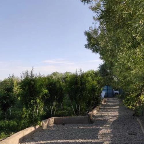 زمین زراعی