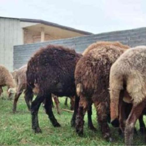 خانه و  آشپزخانه - حیوانات - پستانداران